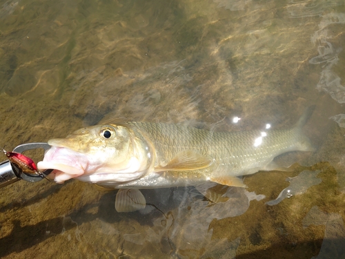 ニゴイの釣果