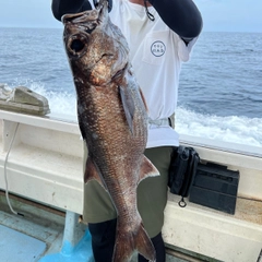 クロムツの釣果