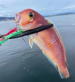 アマダイの釣果