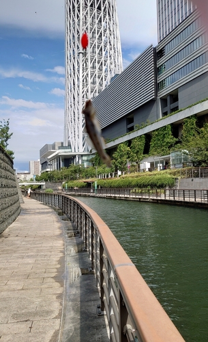 マハゼの釣果