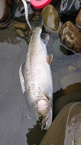 ニジマスの釣果