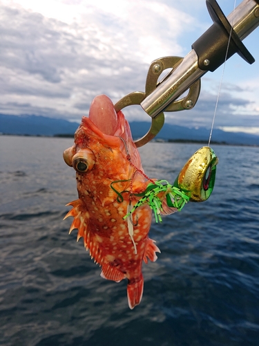 ウッカリカサゴの釣果