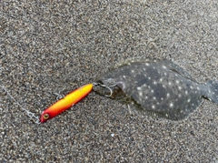 ソゲの釣果