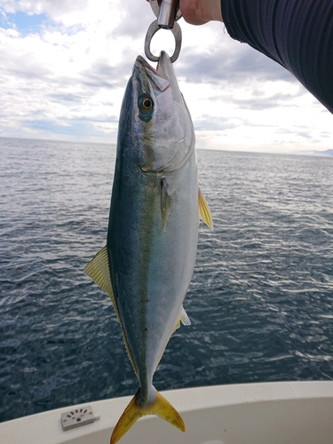 ブリの釣果