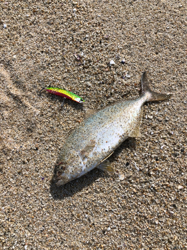 ショゴの釣果