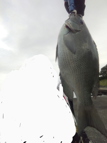 メジナの釣果