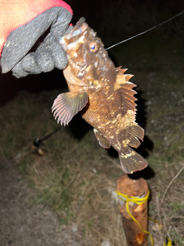 オウゴンムラソイの釣果