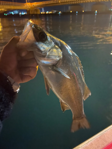 セイゴ（ヒラスズキ）の釣果