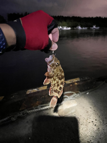 カサゴの釣果