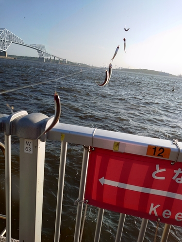 カタクチイワシの釣果