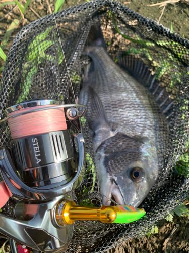 チヌの釣果