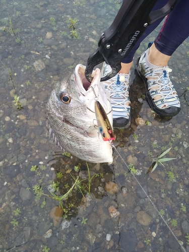 キビレの釣果