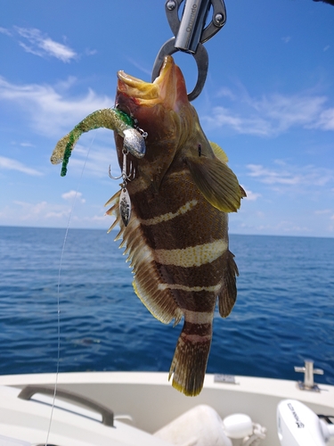 アオハタの釣果