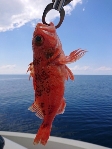 ユメカサゴの釣果