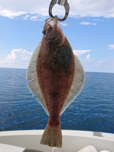 カレイの釣果