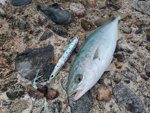 ワカシの釣果