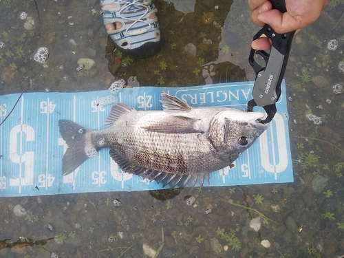 チヌの釣果