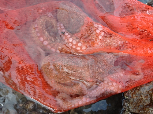 マダコの釣果