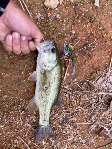 ブラックバスの釣果