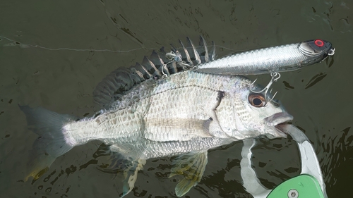 キビレの釣果