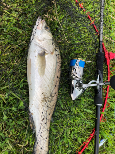 セイゴ（タイリクスズキ）の釣果