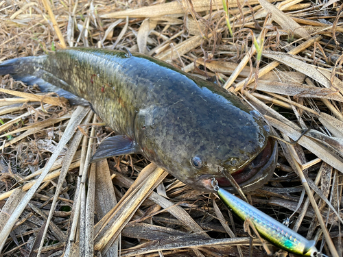 ナマズの釣果