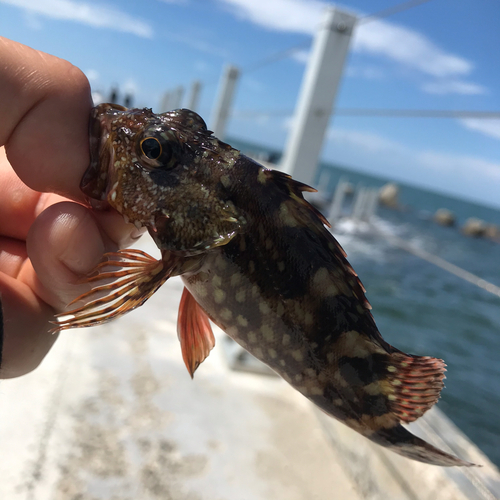 カサゴの釣果