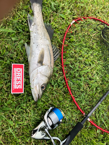 セイゴ（タイリクスズキ）の釣果