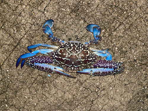 タイワンガザミの釣果