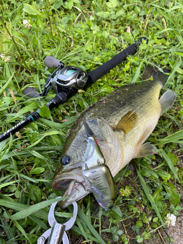 ブラックバスの釣果