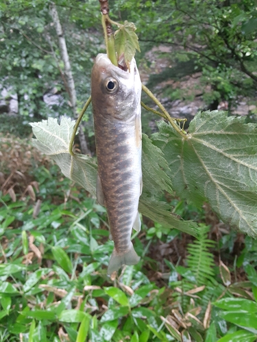 オショロコマの釣果