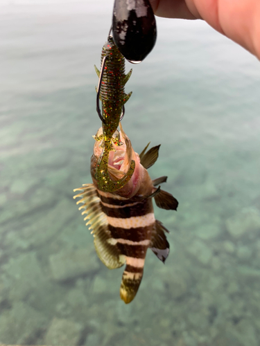 アオハタの釣果