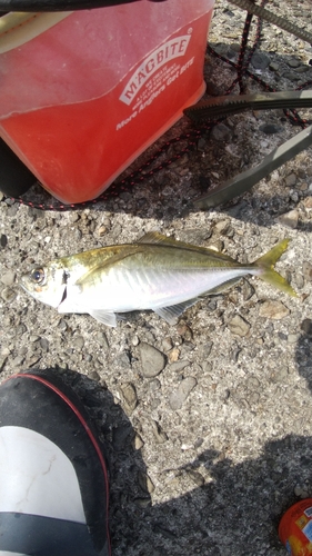 マアジの釣果