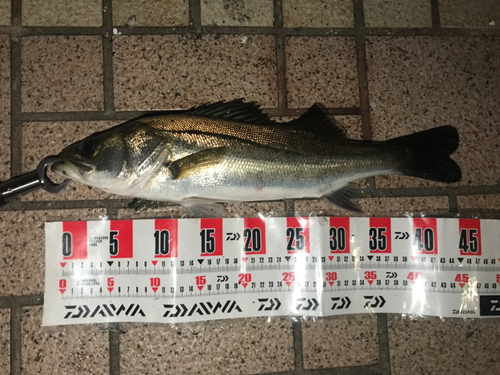 シーバスの釣果