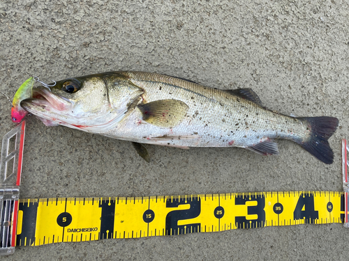 シーバスの釣果