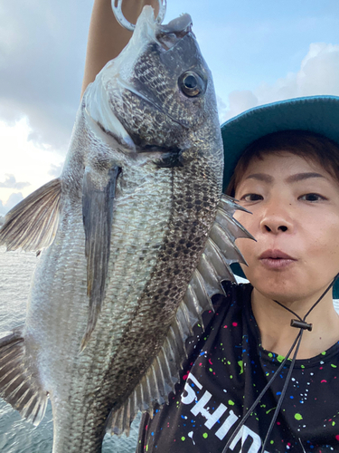 クロダイの釣果