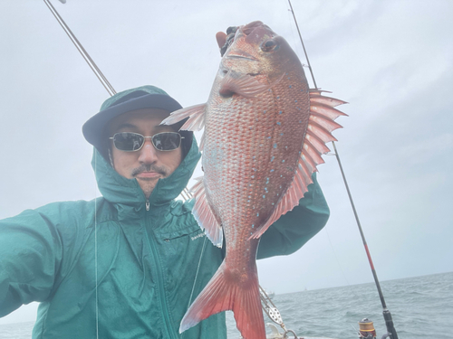 マダイの釣果