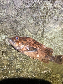 ムラソイの釣果