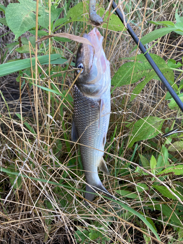 ニゴイの釣果