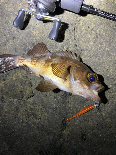 メバルの釣果