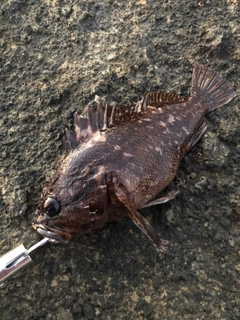 オウゴンムラソイの釣果