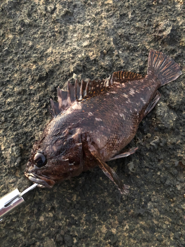 オウゴンムラソイの釣果