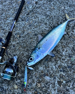 サバの釣果