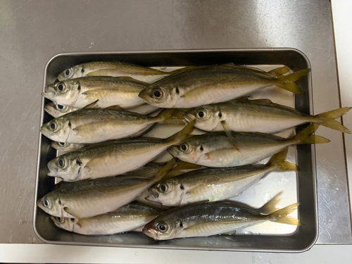 シリヤケイカの釣果