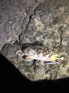 クロソイの釣果