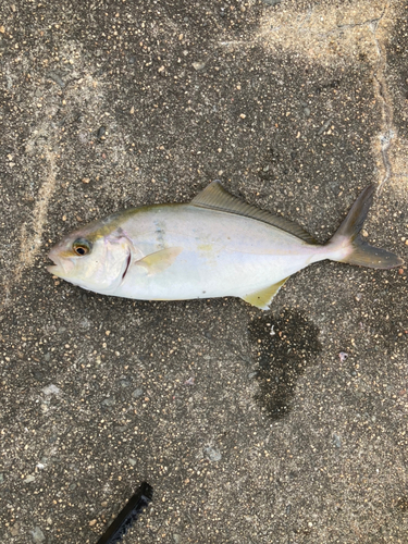 ショゴの釣果