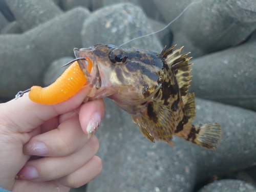 タケノコメバルの釣果