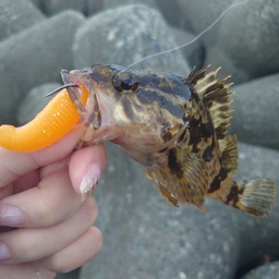 タケノコメバル