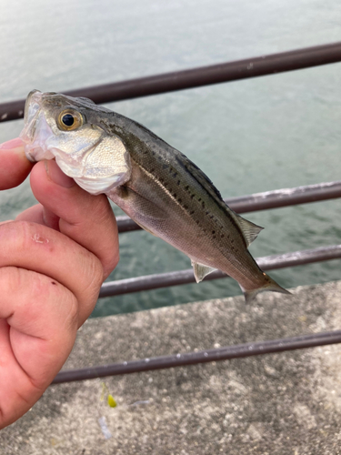 セイゴ（マルスズキ）の釣果