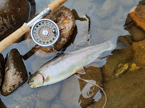 ニジマスの釣果